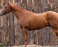 all-around-quarter-horse