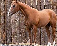 athletic-quarter-horse
