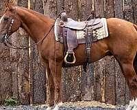 family-horse-quarter