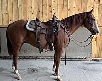 beginner-quarter-horse