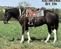 4-stockings-horse