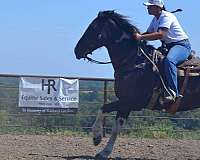 quarter-horse
