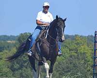 ranch-work-quarter-horse