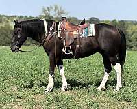 tobiano-4-stockings-horse