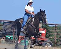 beginner-safe-quarter-horse