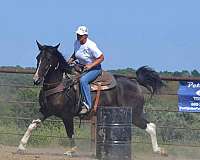 family-horse-quarter