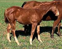 wht-socks-horse