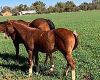 championship-colt