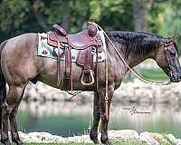 beginner-safe-quarter-horse