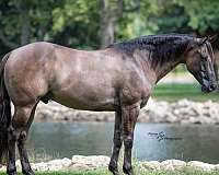 grulla-none-horse