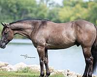 quarter-horse