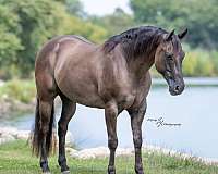 ranch-work-quarter-horse
