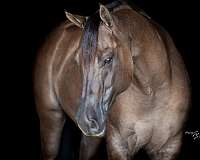all-around-quarter-horse