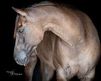 athletic-quarter-horse