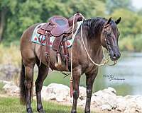 family-horse-quarter