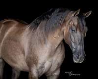 trial-quarter-horse