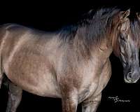 beginner-quarter-horse