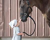 experienced-quarter-horse
