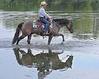 flashy-quarter-horse