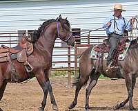 husband-safe-quarter-horse