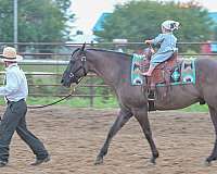 kid-safe-quarter-horse