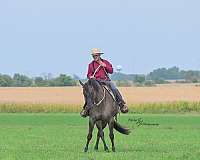 ranch-quarter-horse