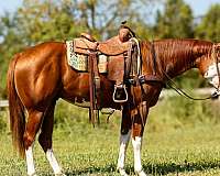 chestnut-bald-3-socks-horse