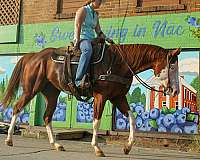 quarter-horse