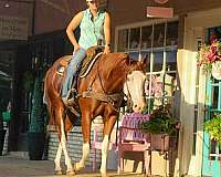 ranch-work-quarter-horse