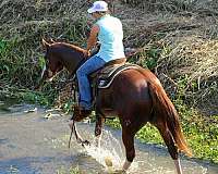 all-around-quarter-horse