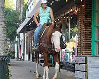 beginner-safe-quarter-horse