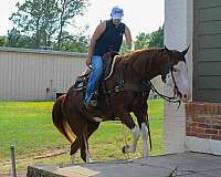 family-horse-quarter