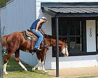 trail-quarter-horse