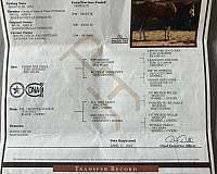 experienced-quarter-horse