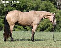 dark-points-horse