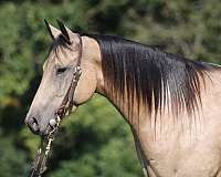 quarter-horse