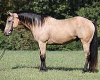 buckskin-dark-points-horse