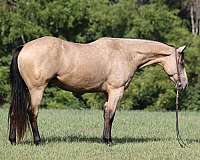ranch-work-quarter-horse