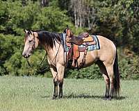 beginner-safe-quarter-horse