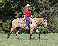 family-horse-quarter