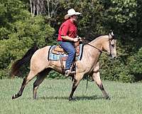 all-around-quarter-horse