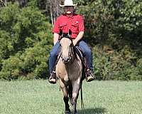 trail-quarter-horse