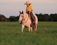 black-sock-horse