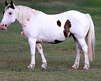 percheron-draft-gelding