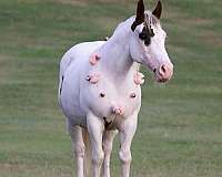 sock-horse