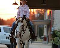 beginner-safe-quarter-horse