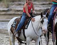 quarter-horse