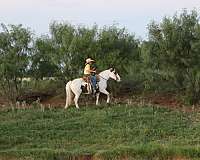 all-around-quarter-horse