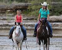 athletic-quarter-horse