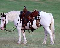 beginner-quarter-horse